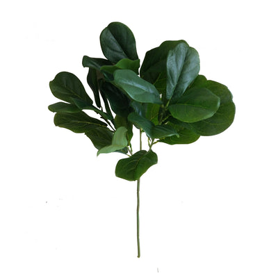 Fiddle Leaf Branch